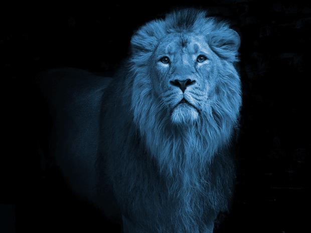 bluelion